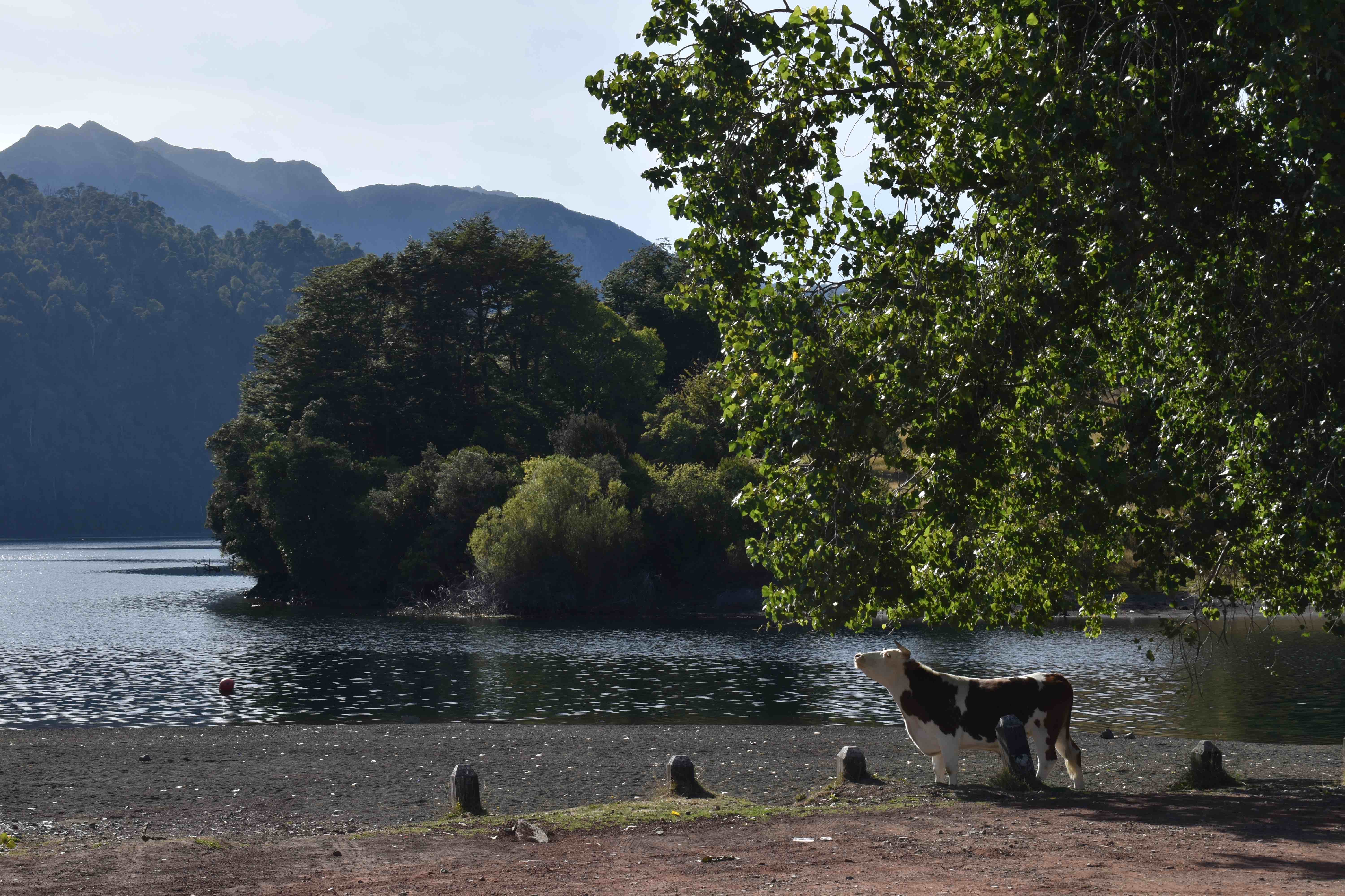 Pasantia Huilo Huilo 4