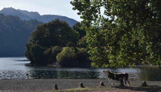 Pasantia Huilo Huilo 4